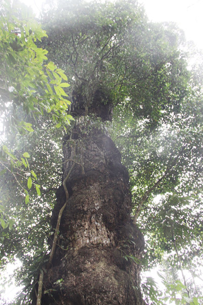 Cây gỗ nghiến