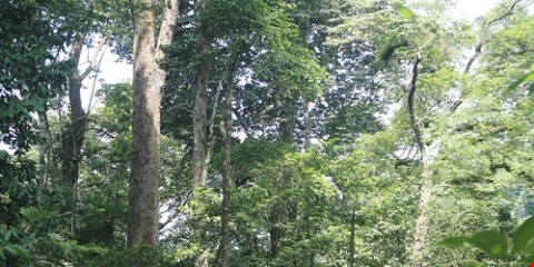 Rừng nghiến, lim, táu