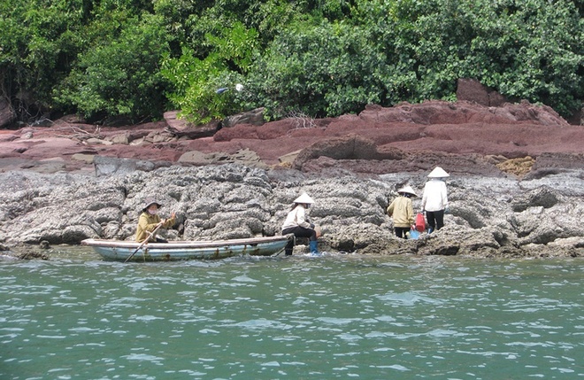 Săn Ốc biển