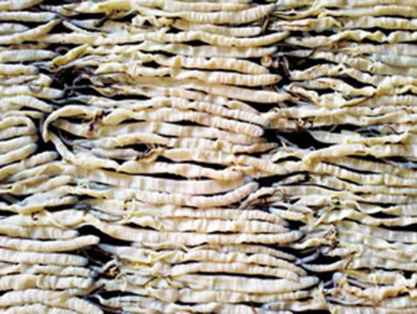 tai sao sa sung lai co gia tri bang mot chi vang